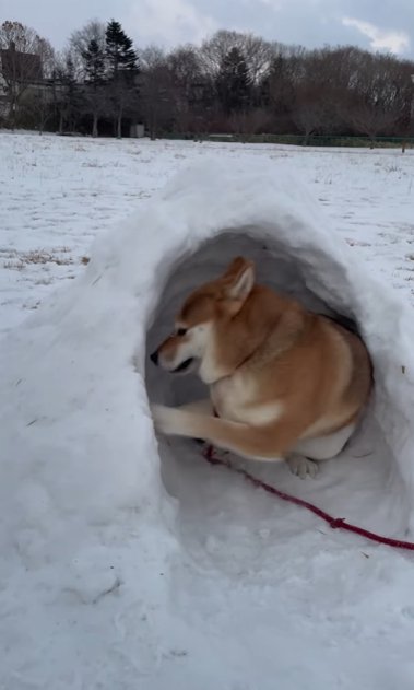 かまくらを掘る柴犬