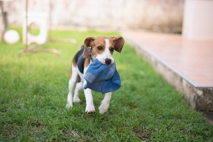 タオルをくわえて走るビーグル犬