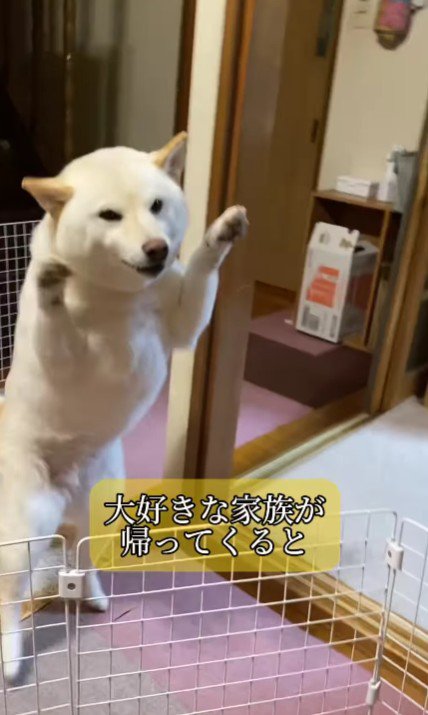 家族の帰宅を全力でお出迎え