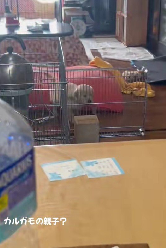 1羽だけ取り残されちゃった