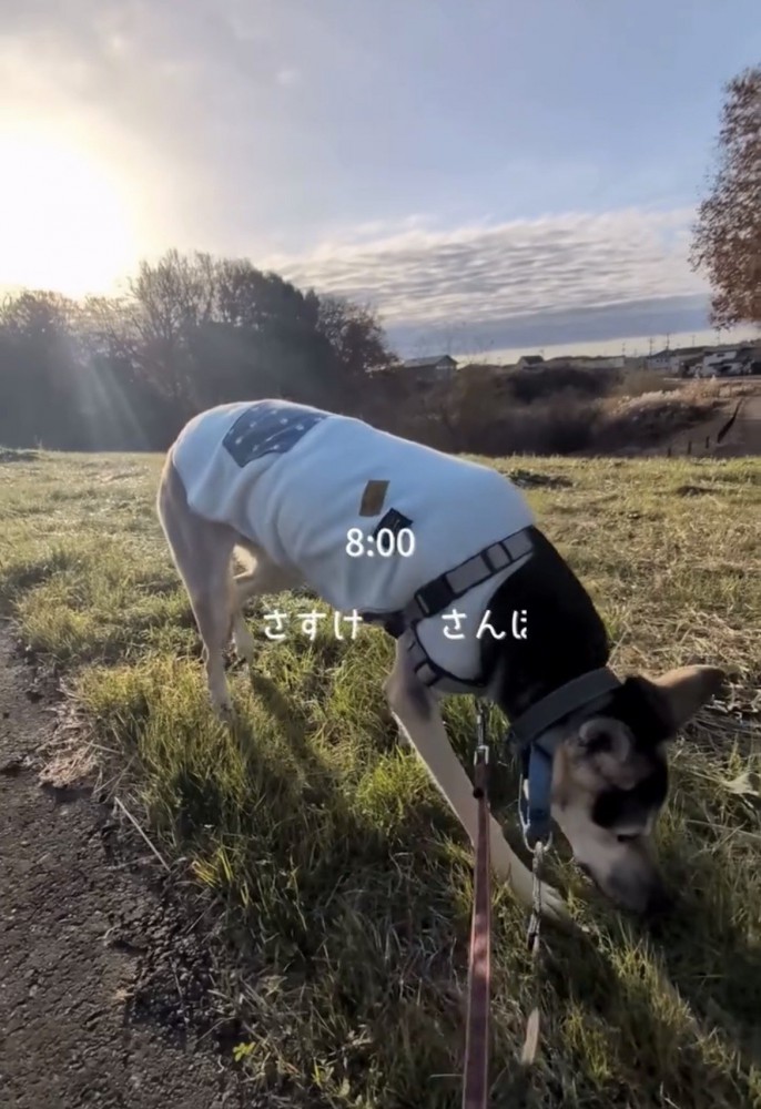 草むらを歩く犬