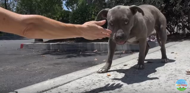 人に接近する犬