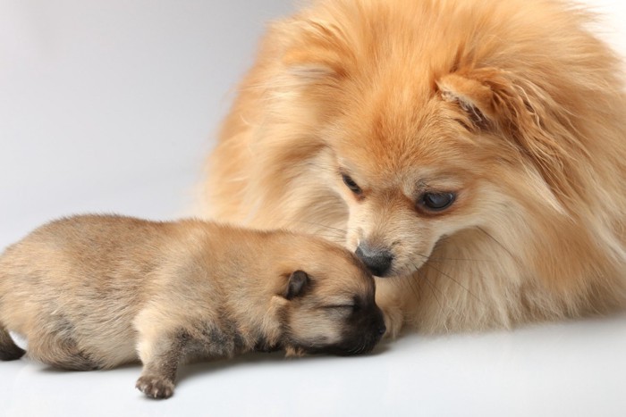 子犬と成犬のポメラニアン