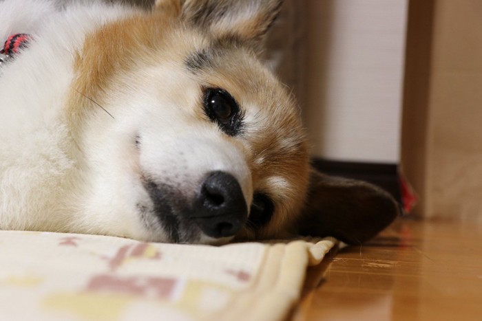 横になって眠たそうにしている犬