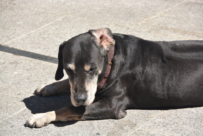 地面に横たわる黒い垂れ耳の犬