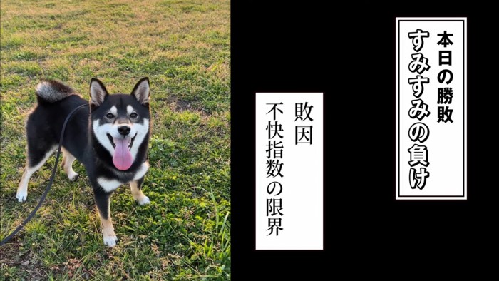 カメラ目線の犬