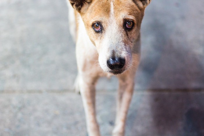 野犬