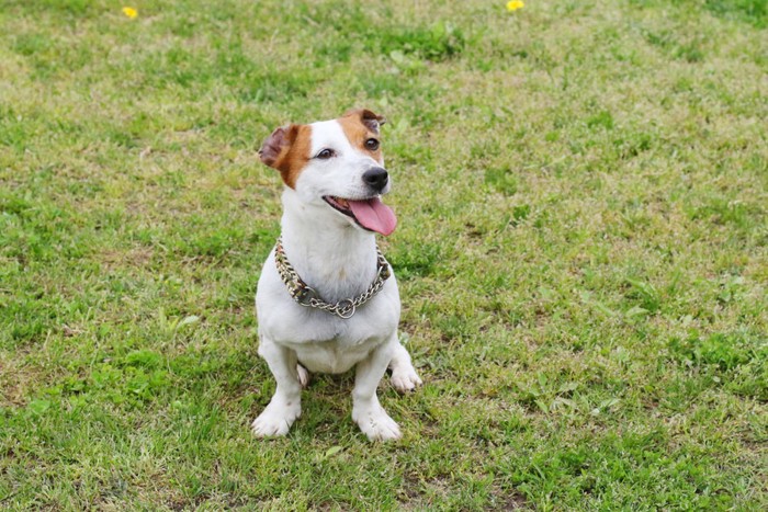 芝生の上で座り込む犬