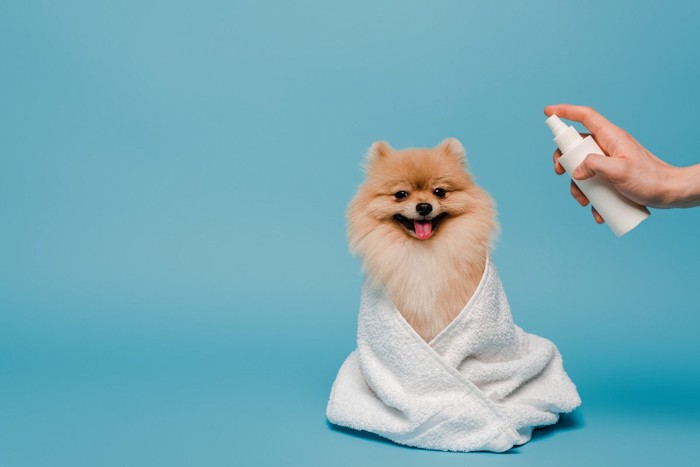 ブラッシングスプレーをかけられる犬