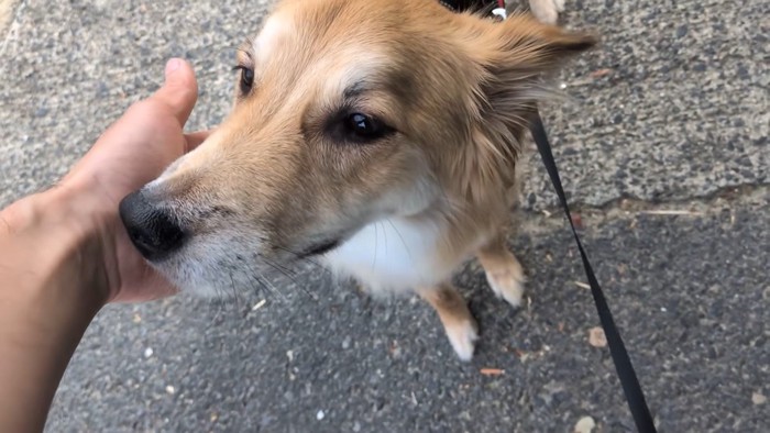 外で待機中のもかちゃん
