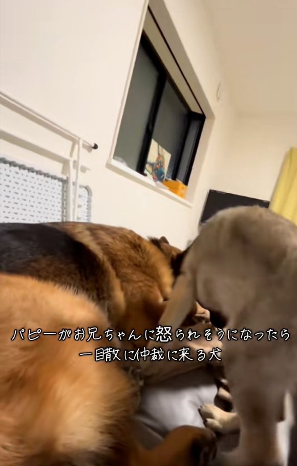 DAZくんと子犬