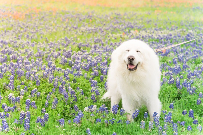 紫の花の中にいるグレートピレニーズ