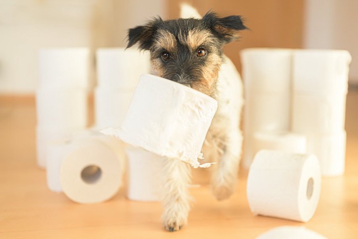 トイレットペーパーを咥えて歩く犬