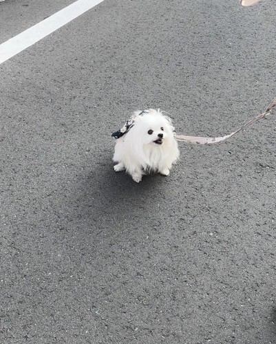クセ