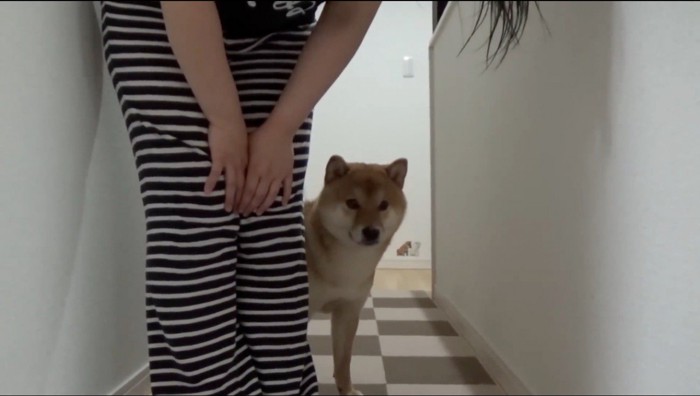 女性の後ろから青いぬいぐるみを凝視する柴犬