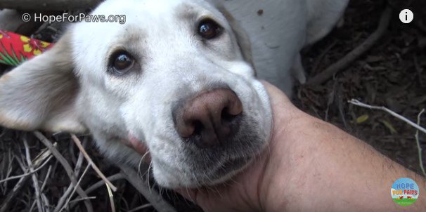 リードをつけた犬