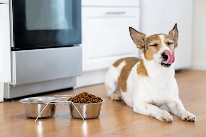 ご飯を食べない犬