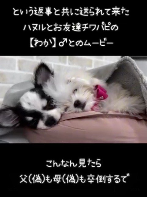 気持ち良さそうに眠る2頭の小さな犬