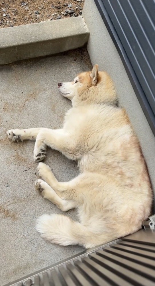 飼い主に見つめられながら遠くを眺める茶色い犬