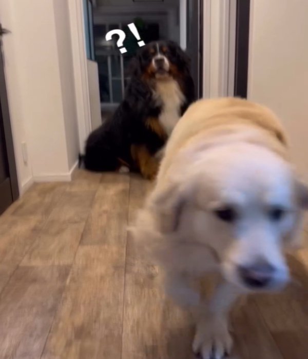 走る犬2