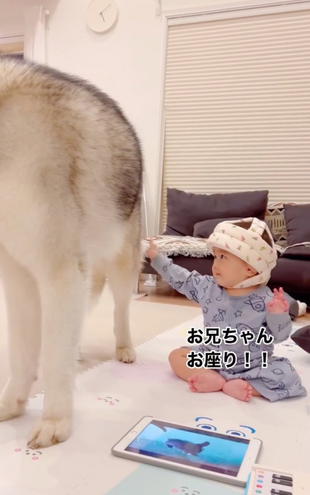 お座りの合図
