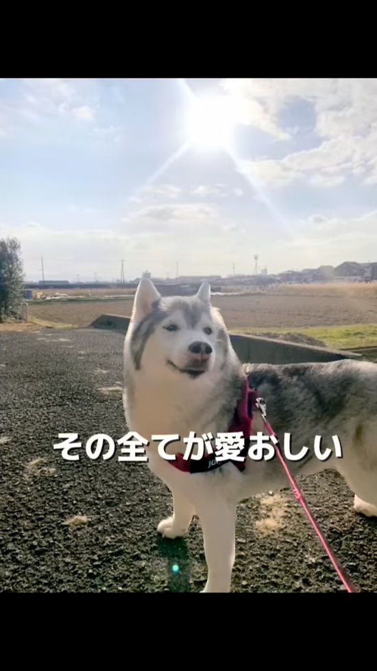 太陽をバックに笑うハスキー