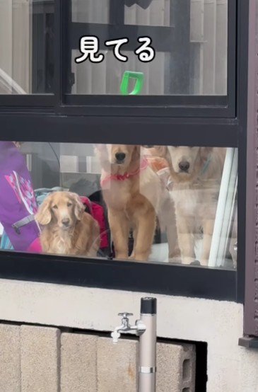 見てる！！