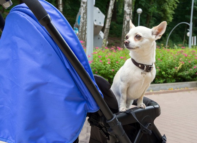 身を乗り出す犬