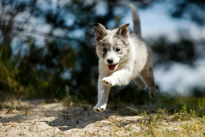 走っている犬