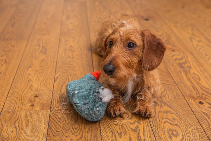 壊れたおもちゃと犬