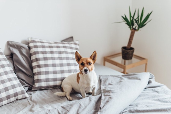 ベッドの上に座ってこちらを見ている犬