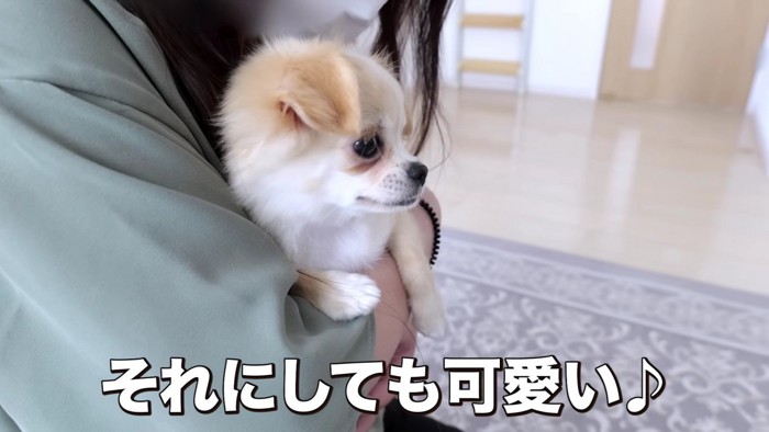 「可愛いねえ、あんた」
