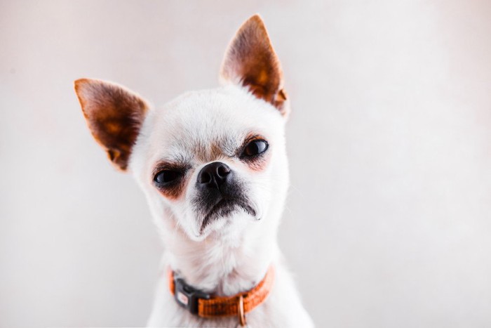 ムスッとした表情の犬