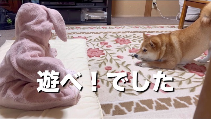 赤ちゃんの前で左右に動き回る犬