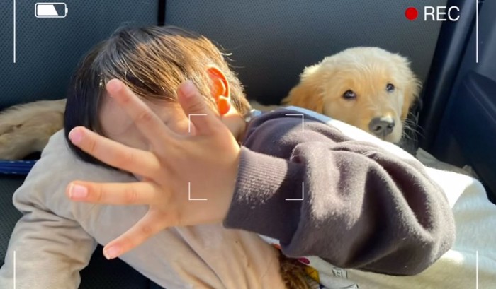 べったりくっつく人間の子どもとゴールデンレトリバーパピー