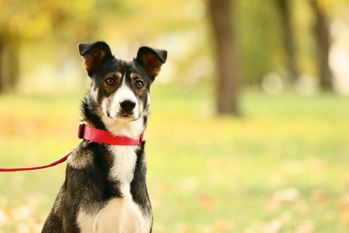 赤い首輪をした犬