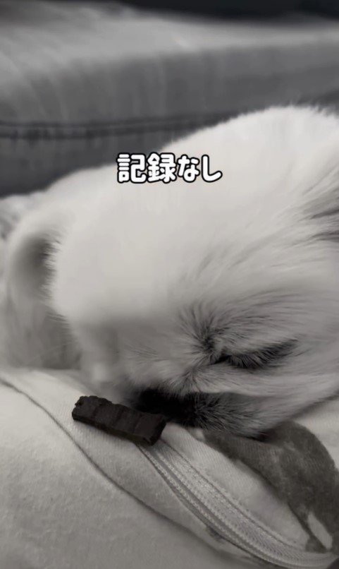 とうふくんの寝起き早食い選手権⑩