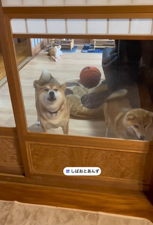 最後は「わおーん」と遠吠え