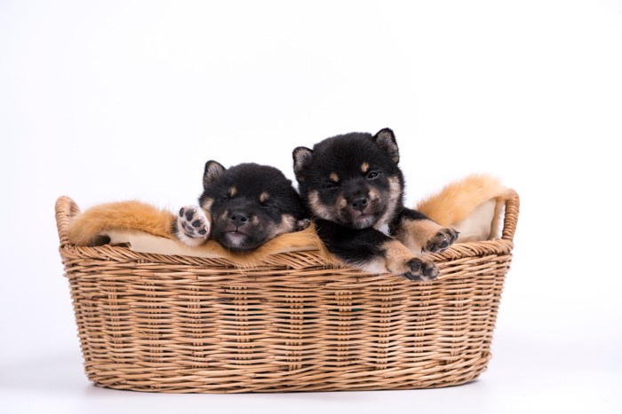 バスケットに入っている2頭の黒柴の子犬
