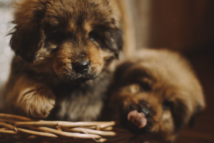 チベタン・マスティフの子犬