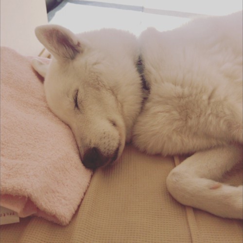 眠る犬