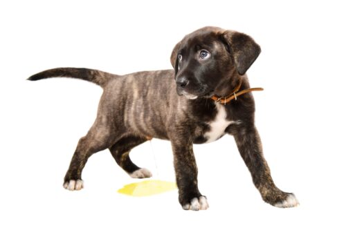 おしっこをした犬