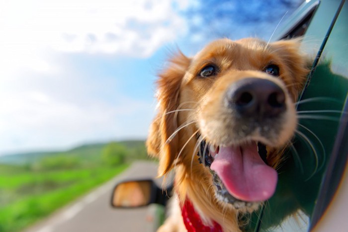 車から顔を出してドライブを楽しむ犬