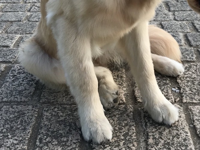 道路の上に座る犬の足