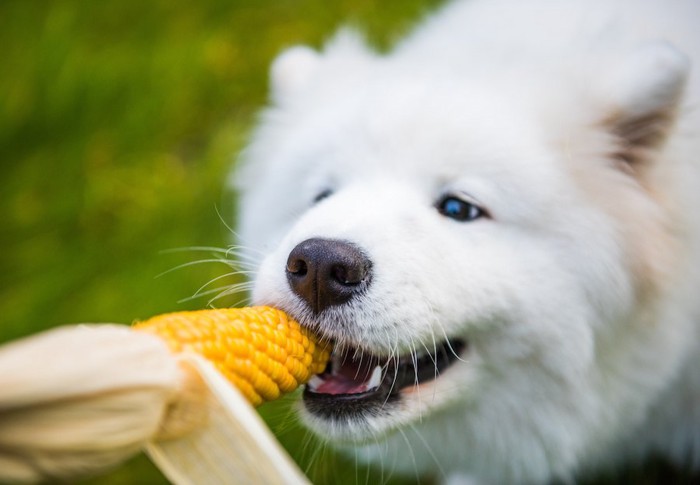 トウモロコシを食べようとするサモエド