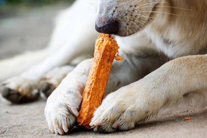 食べる犬