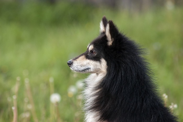 犬の横顔