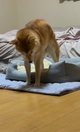 猫そのもの！！