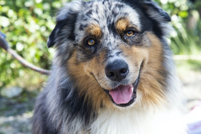 笑顔で首を傾げる犬