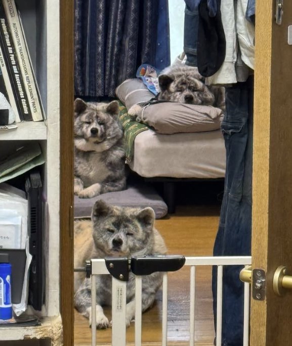 ドッグガードの向こうで寝そべりながらこちらを見つめる3頭の秋田犬